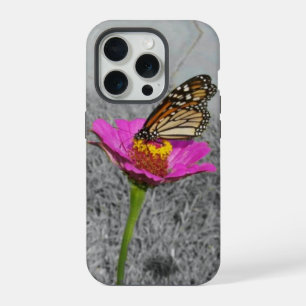Papillon Monarque sur zinnia rose