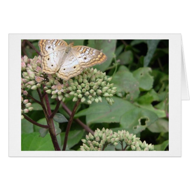 Papillon monocoque en platine (Devant horizontal)