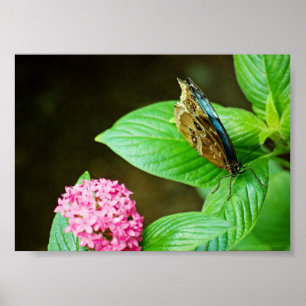Papillon Morpho Bleu 143 Impression