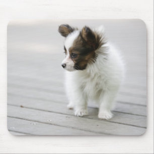 Papillon Muismat