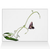 Papillon noir (Intérieur Horizontal (Haut))