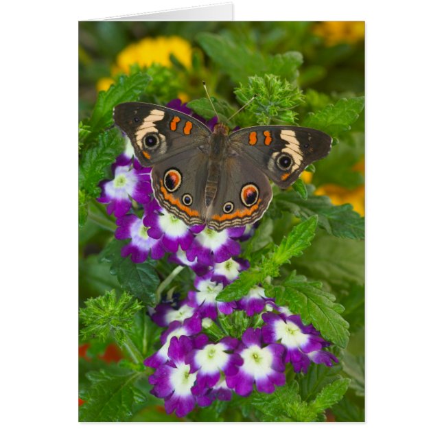 Papillon noir à queue fourchue (Devant)