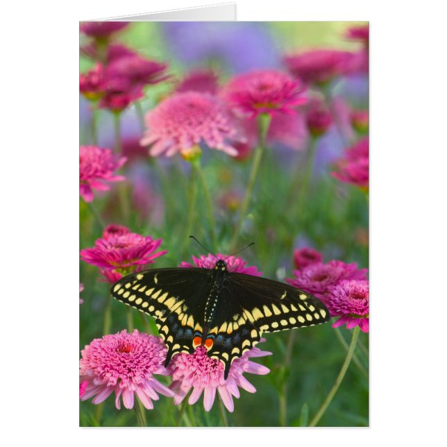 Papillon noir à queue fourchue sur une fleur rose  (Devant)