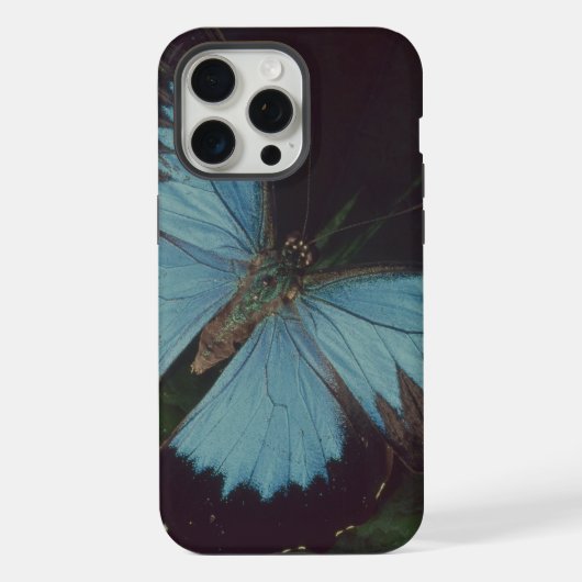 Papillon noir et bleu (Verso)