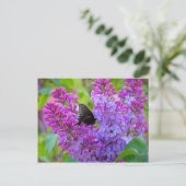 Papillon noir sur carte postale Lilac (Debout devant)