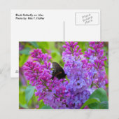 Papillon noir sur carte postale Lilac (Devant / Derrière)