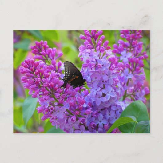 Papillon noir sur carte postale Lilac (Devant)