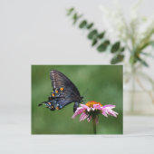 Papillon noir Swallowtail sur carte postale de con (Debout devant)