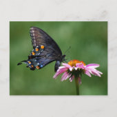 Papillon noir Swallowtail sur carte postale de con (Devant)