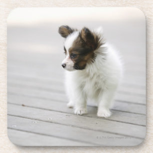 Papillon Onderzetter