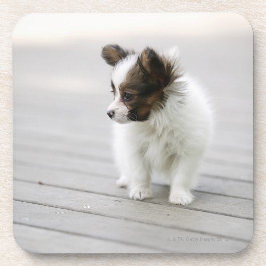 Papillon Onderzetter (Voorkant)