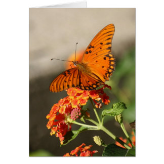 Papillon orange