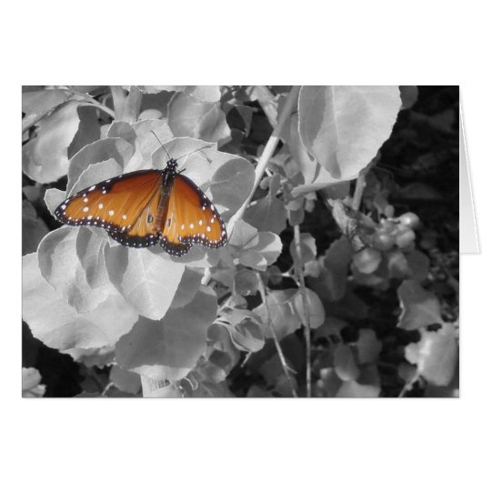 Papillon orange Monarque noir blanc Feuille Nature (Devant horizontal)