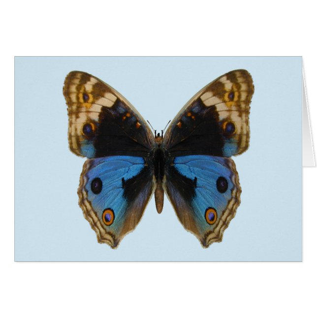 Papillon Pansy Bleu (Devant horizontal)