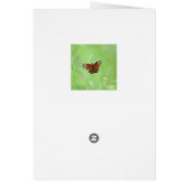 Papillon paon (Dos)