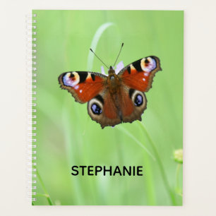 Papillon paon-du-jour