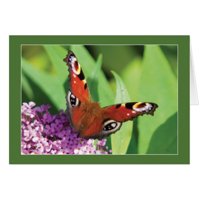 Papillon paon sur Bouddleia Blank (Devant horizontal)