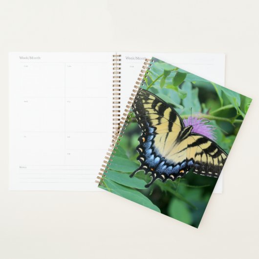 Papillon Papilio glaucus de l'Est (Devant avec enveloppe)