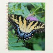 Papillon Papilio glaucus de l'Est (Devant)