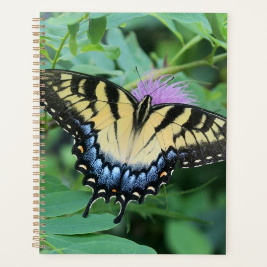 Papillon Papilio glaucus de l'Est (Devant)