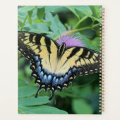 Papillon Papilio glaucus de l'Est (Dos)