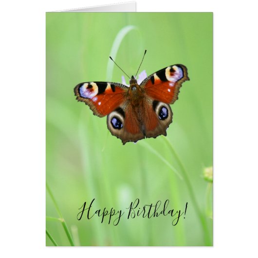 Papillon Peacock (Devant)