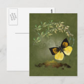 Papillon peint - Carte postale (Devant / Derrière)