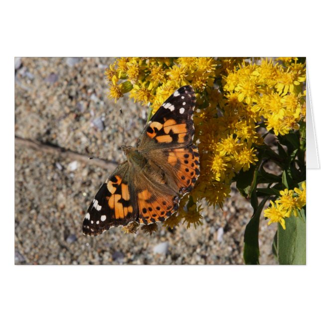 Papillon peint de Madame (Devant horizontal)