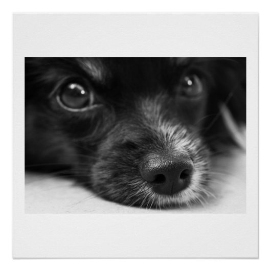 papillon perfect poster (Voorkant)