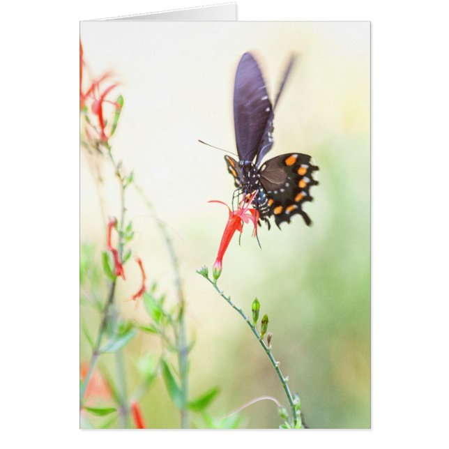 Papillon pipevine dans la lumière de l'après-midi (Devant)
