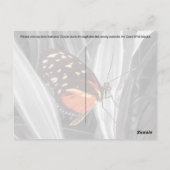 Papillon Pleasantville - Carte postale (Dos)