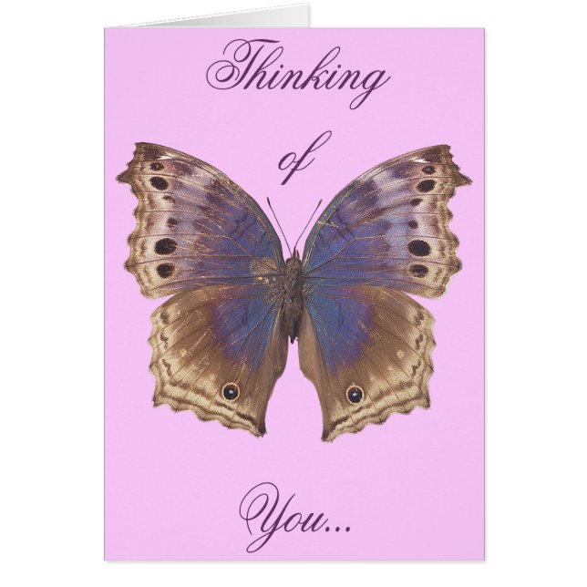 Papillon pourpre magnifique (Devant)