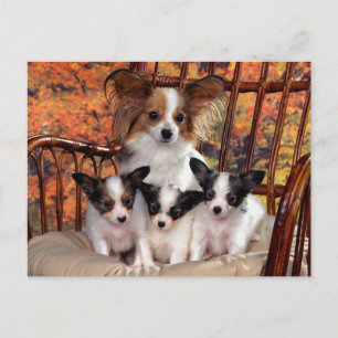Papillon-puppies met mam briefkaart