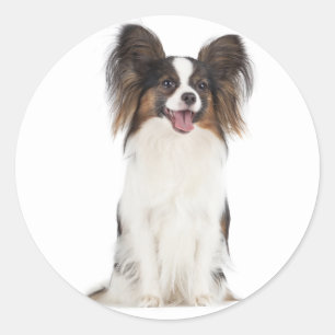 Papillon Puppy Dog - Liefde Puppies Ronde Sticker
