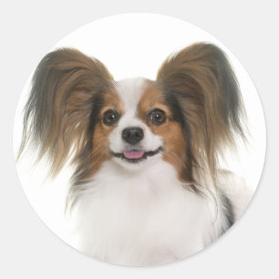 Papillon Puppy Hond - Love Puppies, Hallo Ronde Sticker