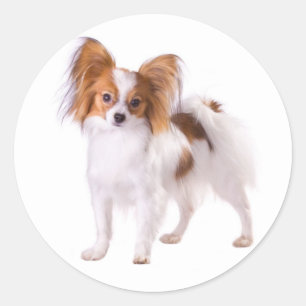Papillon Puppy Hond - Love Puppies, Hallo Ronde Sticker