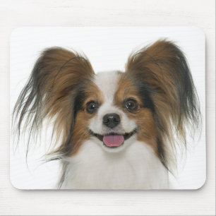 Papillon Puppy Hondenliefhebber Puppies Fur Mama Muismat