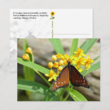 Papillon Reine Tropicale, Floride - carte postale