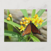 Papillon Reine Tropicale, Floride - carte postale (Devant)