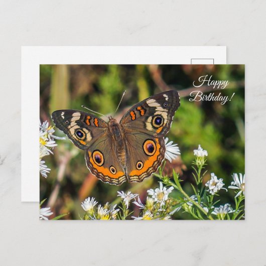 Papillon rouge commun Bonne carte postale d'annive (Devant / Derrière)