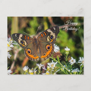 Papillon rouge commun Bonne carte postale d'annive