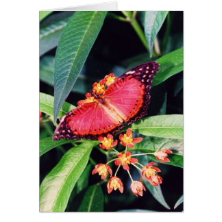 Papillon rouge lacewing