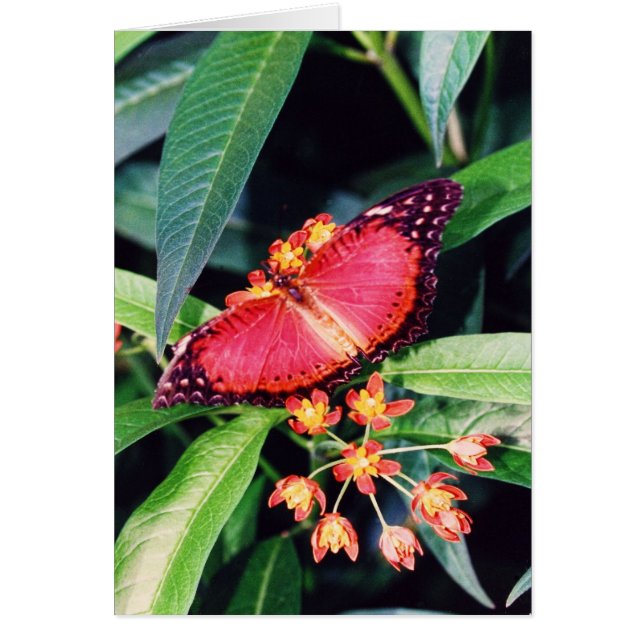 Papillon rouge lacewing (Devant)