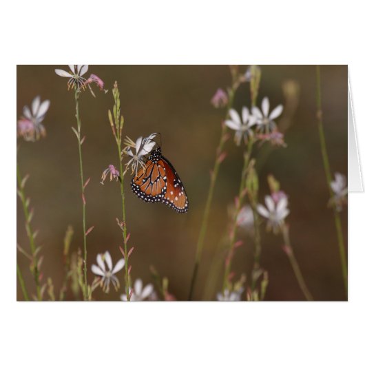 Papillon royal et milkweed (Devant horizontal)