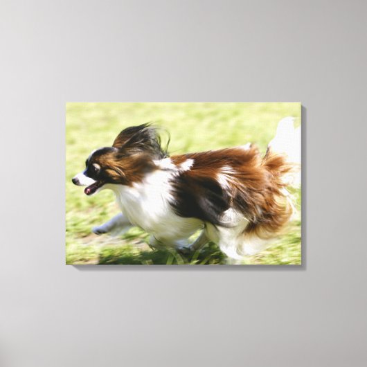 Papillon runnen canvas afdruk (Voorkant)