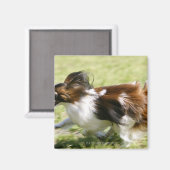 Papillon runnen magneet (Voorkant / Achterkant)