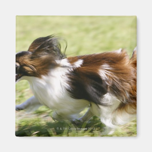 Papillon runnen magneet (Voorkant)
