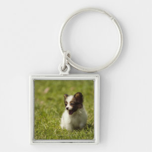 Papillon Sleutelhanger