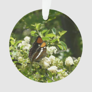 Papillon-soeur de Californie en Yosemite