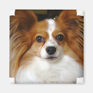Papillon Square Magnet Magneet
